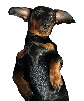 Nauka bez spiny (z jamnikiem)